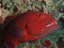 Grouper taken with Olympus C60 by Nikki Van Veelen 